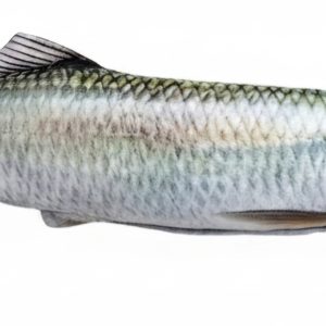 śledź