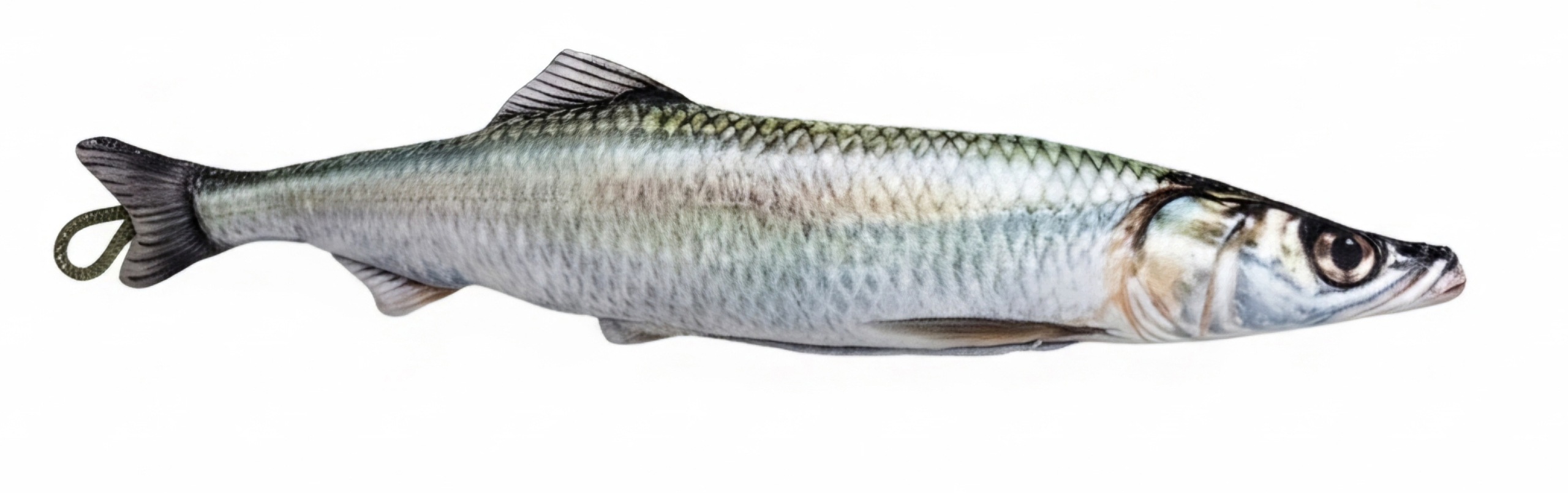 śledź
